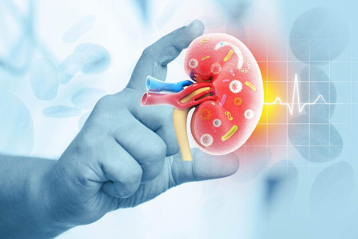 Glomerulonephritis Glomerulonephritis